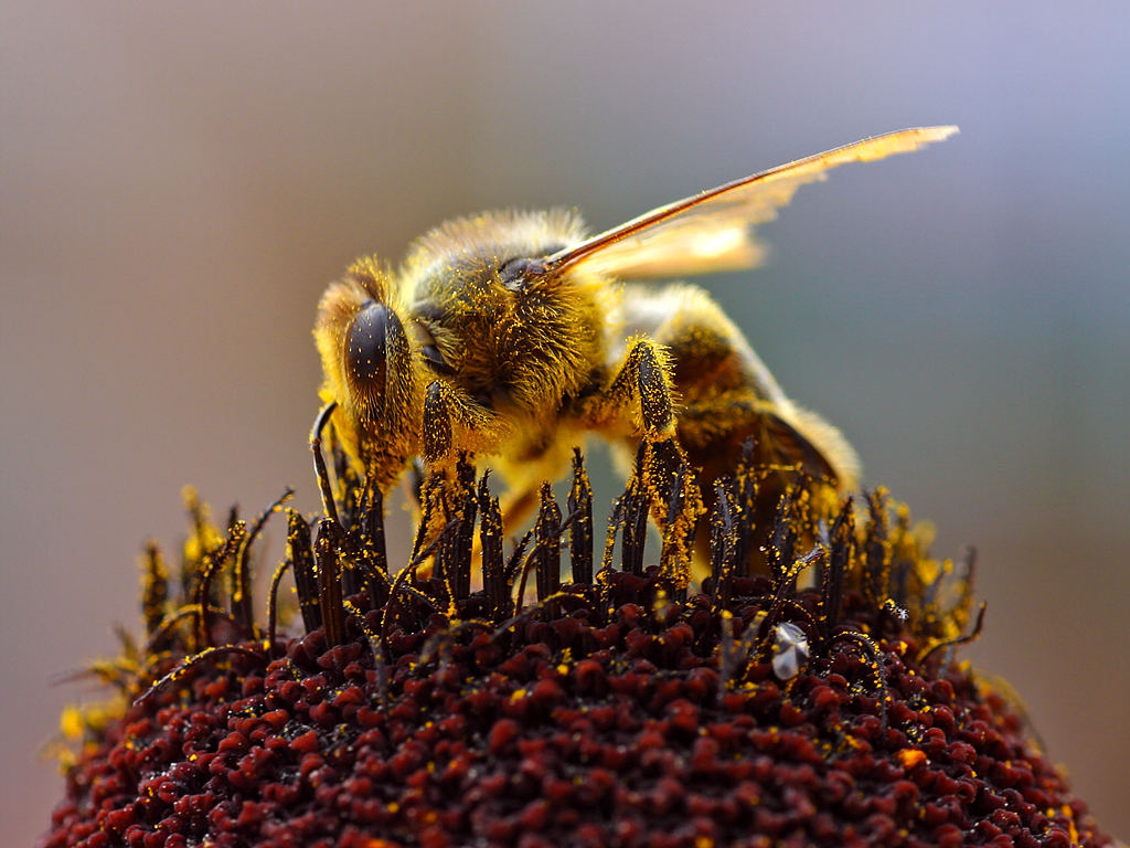 https://new.admin.kharagauli.ge/images/Bee_Collecting_Pollen_2004-08-14.jpg